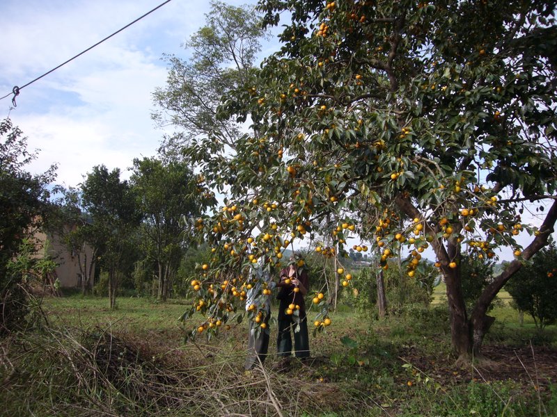 A kaki tree.